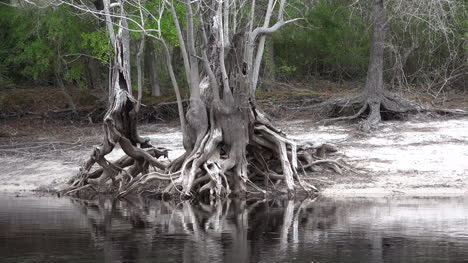 Georgia-Okefenokee-Roots-And-Reflections
