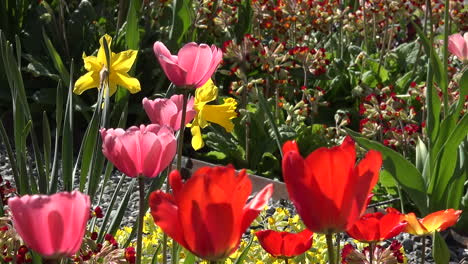 Sartén-De-Tulipanes-Y-Narcisos