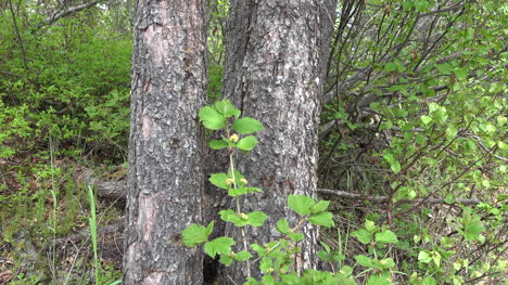 Alaska-Tree-Trunks