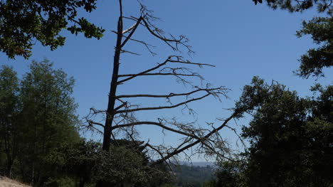 Kalifornien-Santa-Cruz-De-La-Vega-Park-Toter-Baum