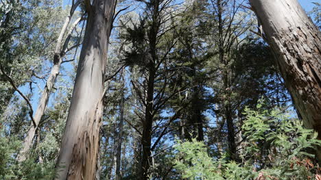 Kalifornien-Santa-Cruz-De-La-Vega-Park-Bäume-Eukalyptus