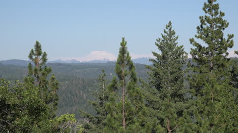 California-Forest-View-Zoom-Out