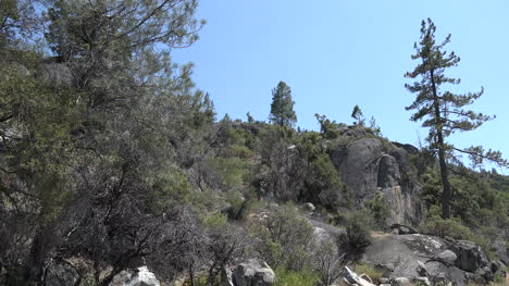 Kalifornische-Kiefern-Und-Felsen-Bei-Hetch-Hetchy