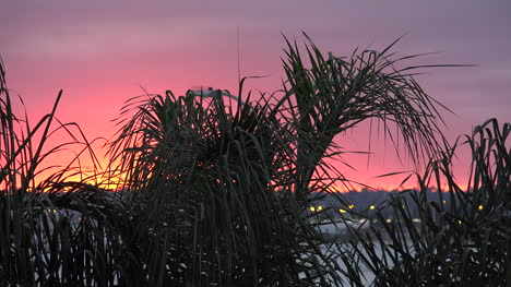 California-Sunset-And-Palms
