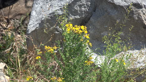 Flores-Silvestres-Amarillas-De-California-Y-Rocas