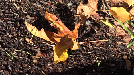 Nature-Curled-Up-Yellow-Leaf-On-Ground