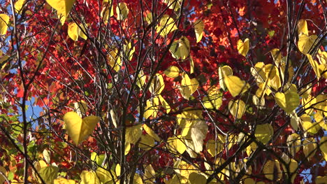 Nature-Yellow-Leaves-Against-Red-Leaves