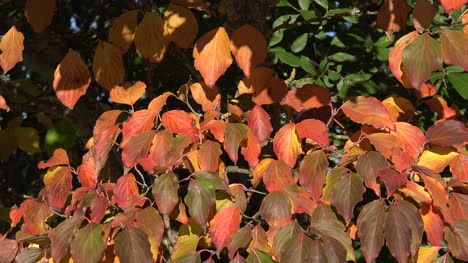Nature-Zooms-In-On-Multicolored-Leaves