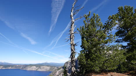 Oregon-Crater-Lake-Pan-With-Dead-Tree