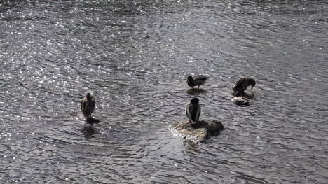 Oregon-Deschutes-River-Ducks-Swimming
