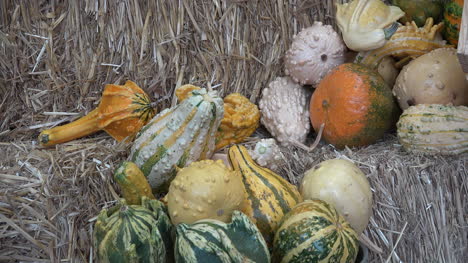 Pile-Of-Squashes