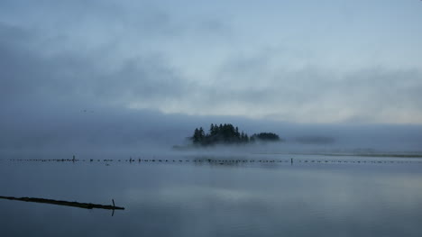 Washington-Silver-Lake-Vögel-Fliegen-Im-Nebelsound