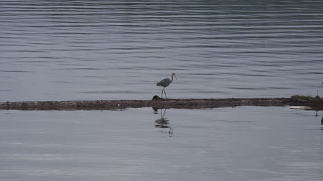 Washington-Silver-Lake-Heron-Walking