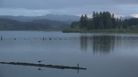 Washington-Silver-Lake-With-Heron