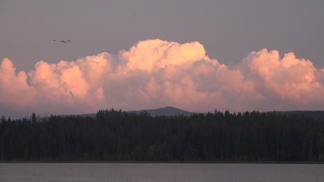 Washington-Abendwolken-Rosa-Mit-Fliegenden-Vögeln