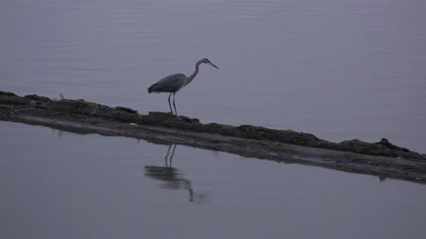 Washington-Heron-Reflected-At-Dusk