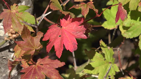 Washington-Red-Leaf