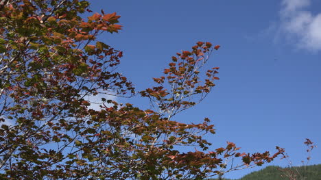 Washington-Zoomt-Auf-Herbstblätter
