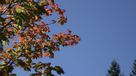 Washington-Zooms-On-Red-Leaves