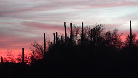 Arizona-Kaktus-Bei-Sonnenuntergang