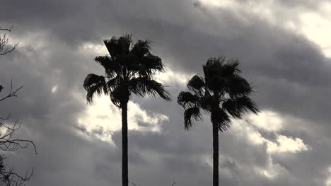 Arizona-Palmen-Und-Bewölkter-Himmel