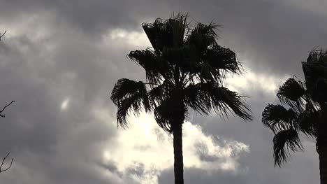 Arizona-Palms-And-Cloudy-Sky-Pan-Right