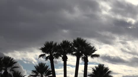 Arizona-Palmen-Und-Dunkle-Wolken-Neigen-Und-Vergrößern