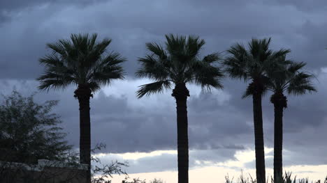 Arizona-Palmen-Und-Grauer-Himmel-Gray