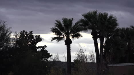 Arizona-Palmen-Und-Weißer-Und-Grauer-Himmel-Gray