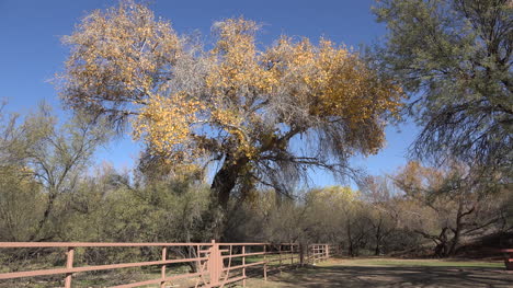 Arizona-Baum-Mit-Gelben-Blättern