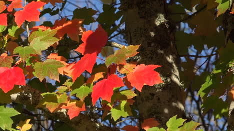 Autumn-Red-And-Green-Leaves-Pan