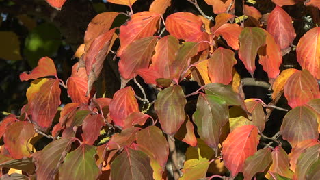 Autumn-Red-And-Yellow-Leaves-Pan