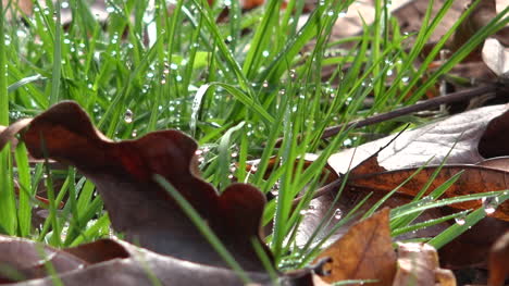 Dead-Leaves-And-Grass-Pan