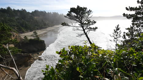 Oregon-Coastal-Tree-And-View