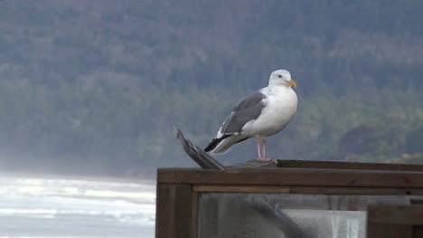 Oregon-Seagull-On-Rail