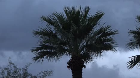 Palm-Trees-And-Clouds-Pan-And-Zoom-Out