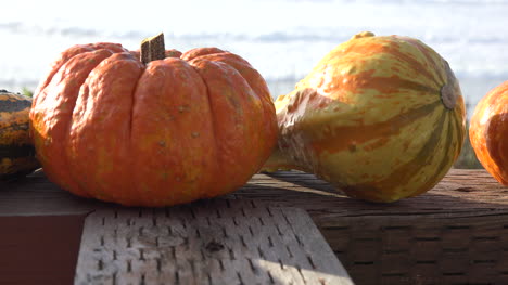 Pumpkin-By-The-Sea