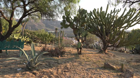 Mexiko-Guanajuato-Kaktus-Rahmen-Vorort