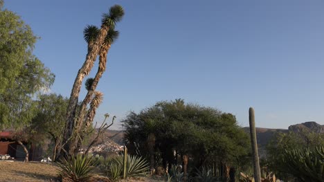 Mexiko-Guanajuato-Yucca-über-Vorort