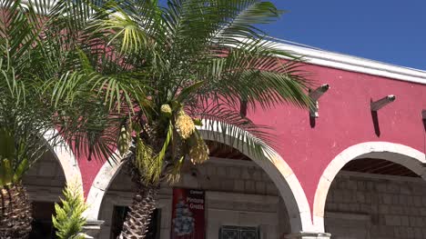 Mexiko-San-Julian-Palm-Tree-Obst-Zoom-In