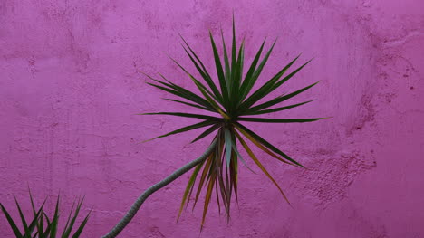 Mexico-Tlaquepaque-Plant-And-Hot-Pink