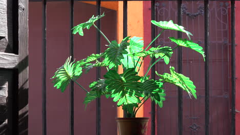 Mexiko-Tlaquepaque-Pflanzen--Und-Fenstergitter