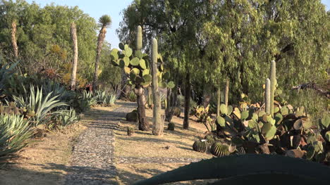 Mexiko-Pfad-Durch-Wüstenpflanzen
