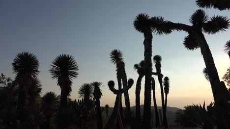 Mexiko-Silouette-Von-Hohen-Yucca-Pflanzen