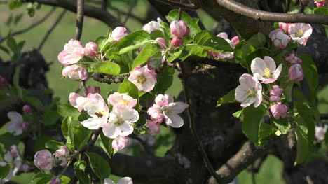 Cluster-Of-Fruit-Blossoms-In-Breeze