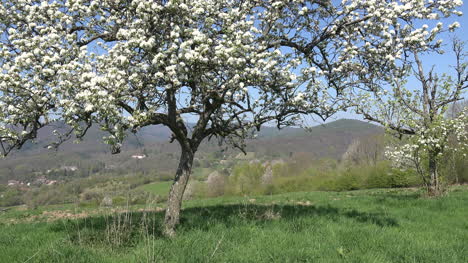 France-Alsace-Blooming-Trees-And-Hills