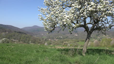 France-Alsace-Fruit-Tree-Zooms-To-View