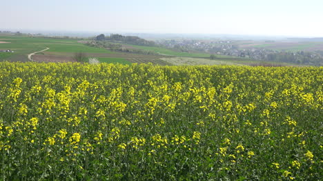 Francia-Alsacia-Flores-Amarillas-De-Colza-En-Campo-Zoom-In
