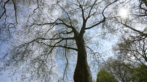 France-Spring-Tree-Limbs-Against-Sky