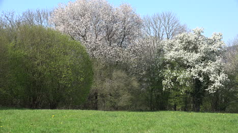 Francia-Floreciendo-árboles-En-Primavera